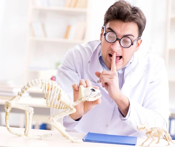 Grappige gekke student dokter die dierlijk skelet bestudeert — Stockfoto