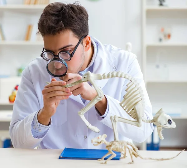 Estudante louco engraçado médico estudando esqueleto animal — Fotografia de Stock