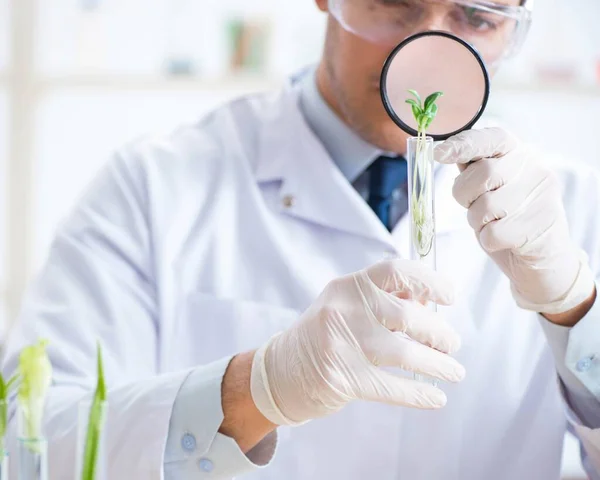 Biochimico maschile che lavora in laboratorio sulle piante — Foto Stock