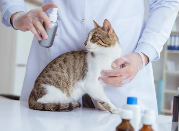Kočičí návštěva veterináře pro pravidelnou kontrolu — Stock fotografie