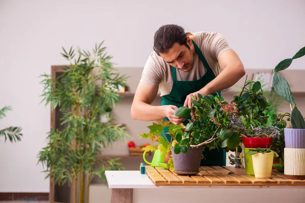 Молодий чоловічий садівник з рослинами в приміщенні — стокове фото