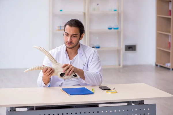 Ung manlig paleontolog undersöker gethuvud i labbet — Stockfoto
