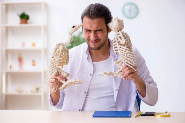 Young male zoologist demonstrating skeletons of eagle and owl