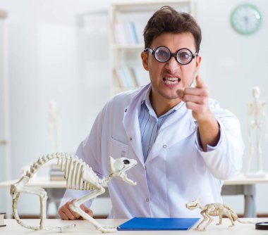 Komik çılgın öğrenci doktor hayvan iskeleti üzerinde çalışıyor.