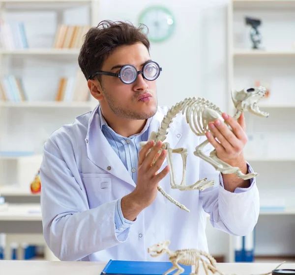 Komik çılgın öğrenci doktor hayvan iskeleti üzerinde çalışıyor. — Stok fotoğraf