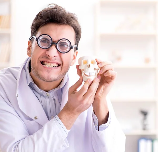 Crazy doctor studying human skeleton — Stock Photo, Image