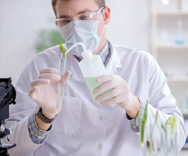 Mannelijke biochemicus werkzaam in het lab op planten — Stockfoto