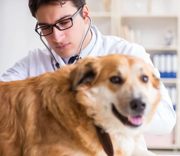 Doktor zkoumá zlatého retrívra psa na veterinární klinice — Stock fotografie