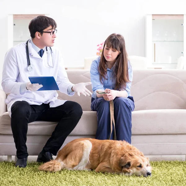 Vet doctor visiting golden retriever dog at home — Stock Photo, Image