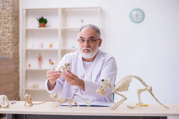 Viejo paleontólogo masculino examinando animales antiguos en el laboratorio —  Fotos de Stock