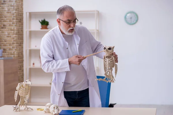 Yaşlı erkek paleontolog laboratuvarda kuşları inceliyor. — Stok fotoğraf