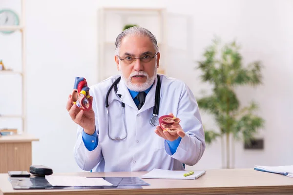 Старый врач-кардиолог держит модель сердца — стоковое фото