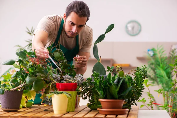 Jovem jardineiro masculino com plantas dentro de casa — Fotografia de Stock