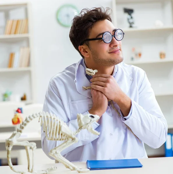 Divertido estudiante loco médico estudiando esqueleto animal —  Fotos de Stock