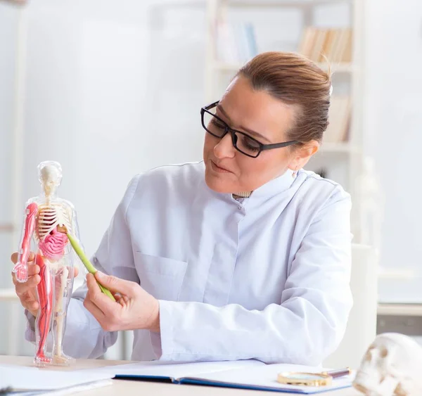 Woman doctor studying human skeleton — Stock Photo, Image
