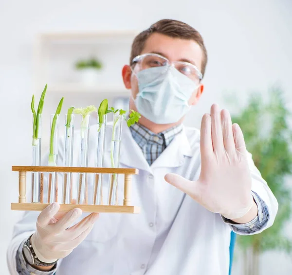 Male biochemist working in the lab on plants — Stock Photo, Image