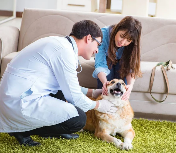 Veterinär läkare besöker golden retriever hund hemma — Stockfoto