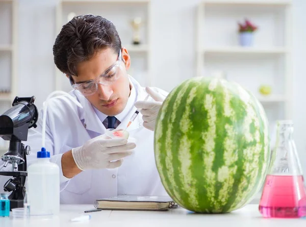 Scientifique testant pastèque en laboratoire — Photo