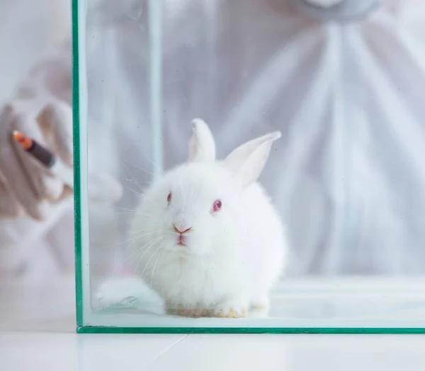 Coniglio bianco nell'esperimento di laboratorio scientifico — Foto Stock