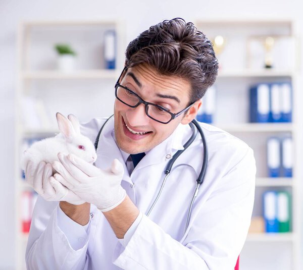 Vet doctor examining rabbit in pet hospital