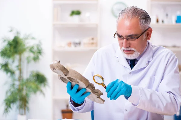 Senior-Archäologe studiert altägyptische Steinmetzarbeit — Stockfoto