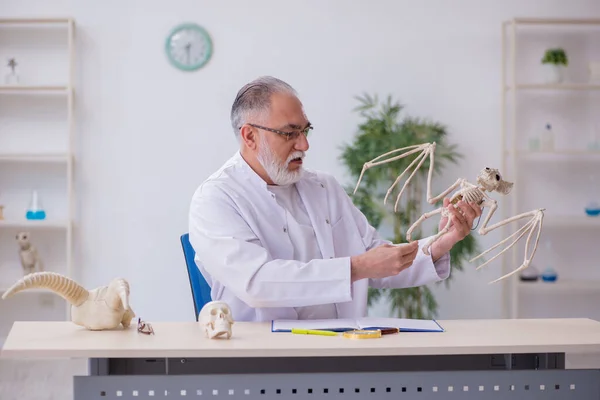 Gammal manlig paleontolog undersöker fåglar på labbet — Stockfoto