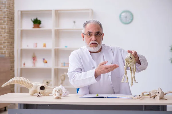 Viejo paleontólogo masculino examinando animales antiguos en el laboratorio —  Fotos de Stock