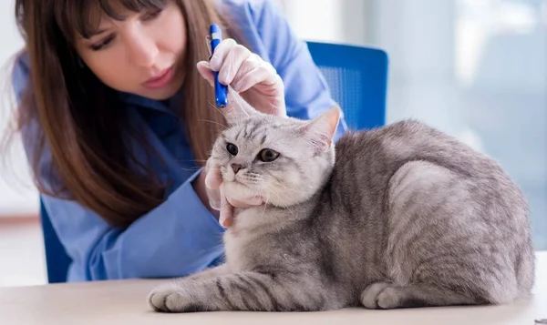 Gato siendo examinado en clínica veterinaria —  Fotos de Stock