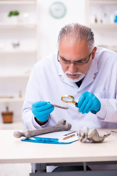 Alter leitender Paläontologe arbeitet im Labor — Stockfoto