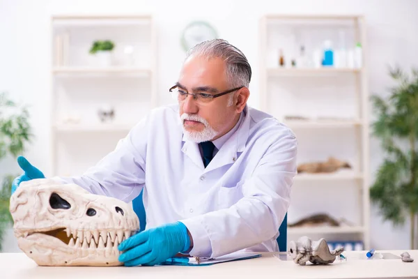 Régi vezető paleontológus a laborban. — Stock Fotó