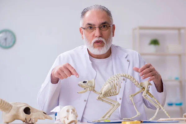 Viejo paleontólogo masculino examinando animales antiguos en el laboratorio — Foto de Stock