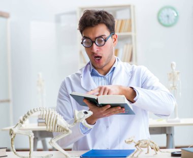 Komik çılgın öğrenci doktor hayvan iskeleti üzerinde çalışıyor.