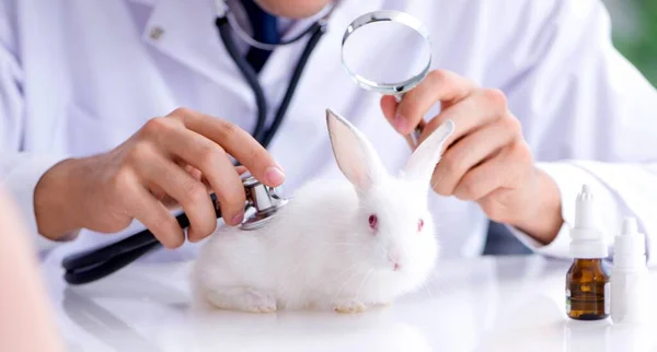 Vet doctor examining pet rabbit in clinic