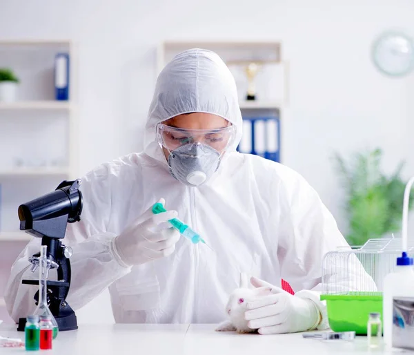 Cientista fazendo experiência animal em laboratório com coelho — Fotografia de Stock