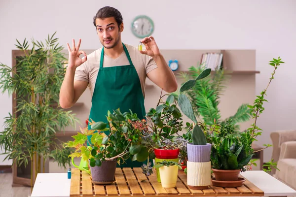 Jovem jardineiro masculino com plantas dentro de casa — Fotografia de Stock