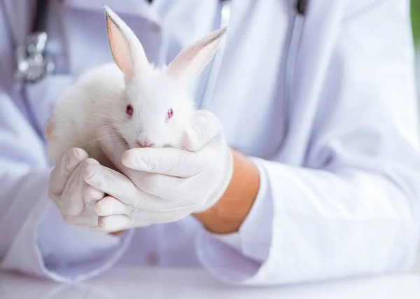 ペット病院でウサギを調べる獣医 — ストック写真