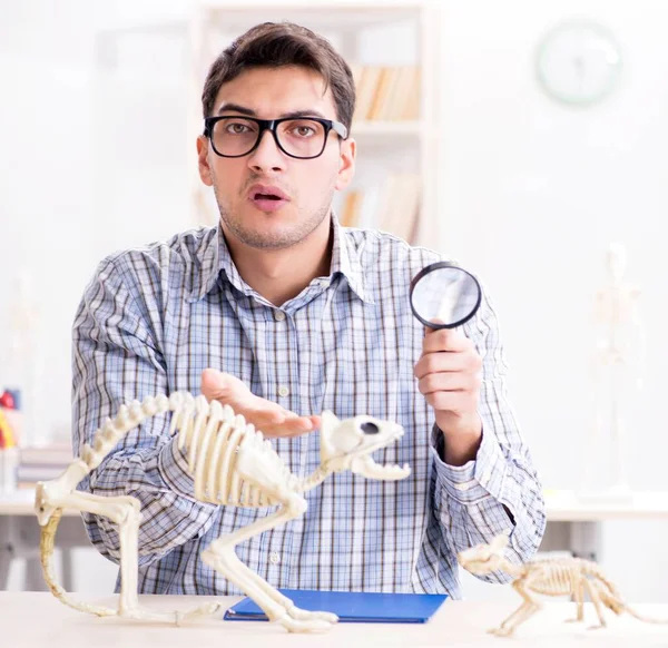 Estudiante médico estudiando esqueleto animal —  Fotos de Stock