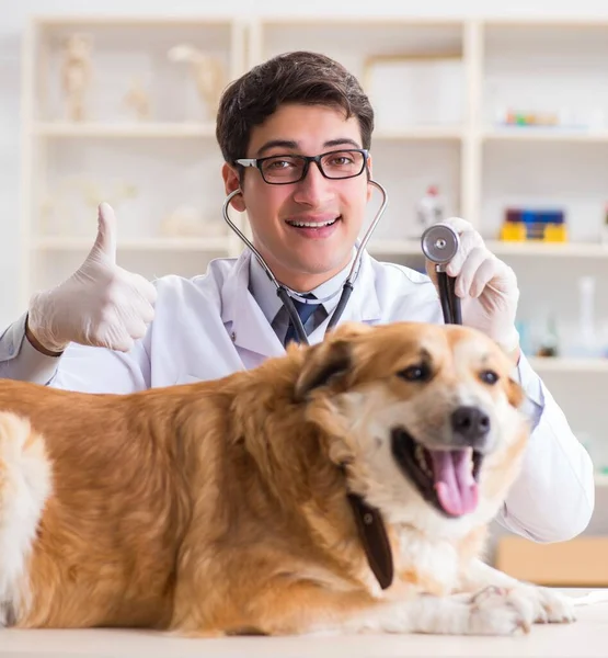 Médico examinando cão golden retriever na clínica veterinária — Fotografia de Stock