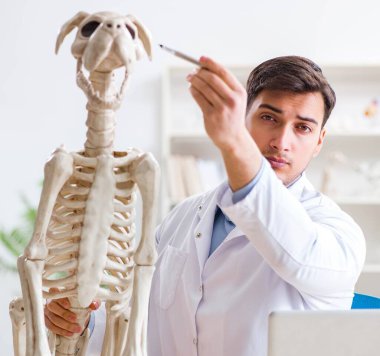 Doktor veteriner köpek iskeleti üzerinde çalışıyor.