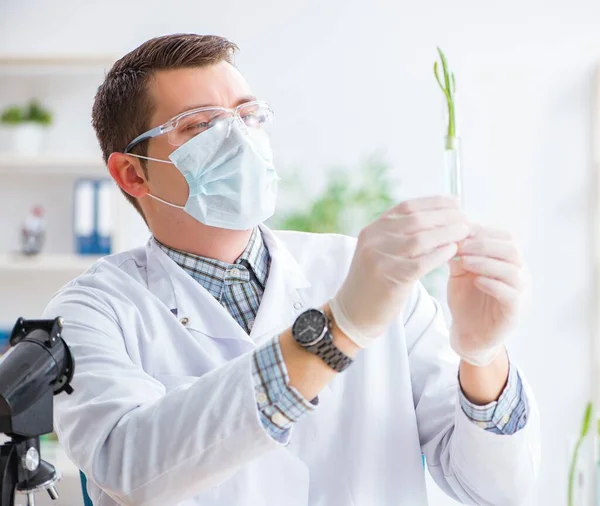 Bioquímico masculino trabajando en el laboratorio de plantas —  Fotos de Stock