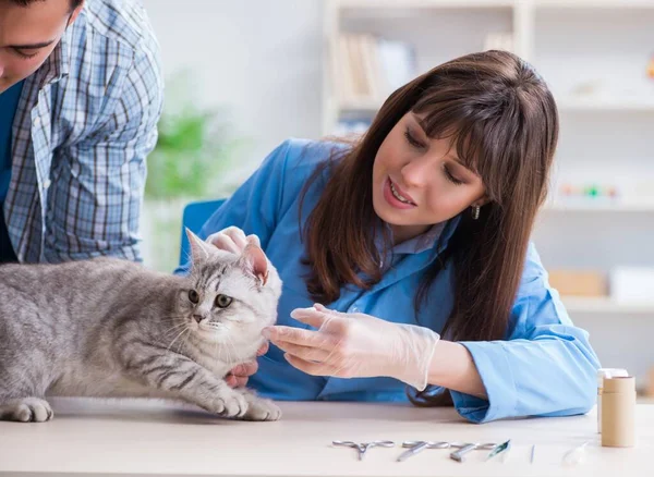 猫は獣医クリニックで検査中 — ストック写真