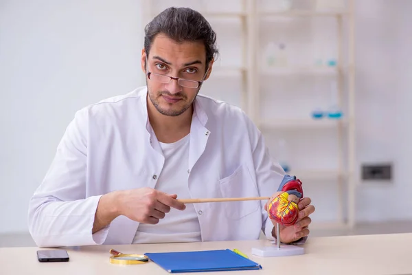 Ung manlig kardiolog som förklarar människans hjärtstruktur — Stockfoto