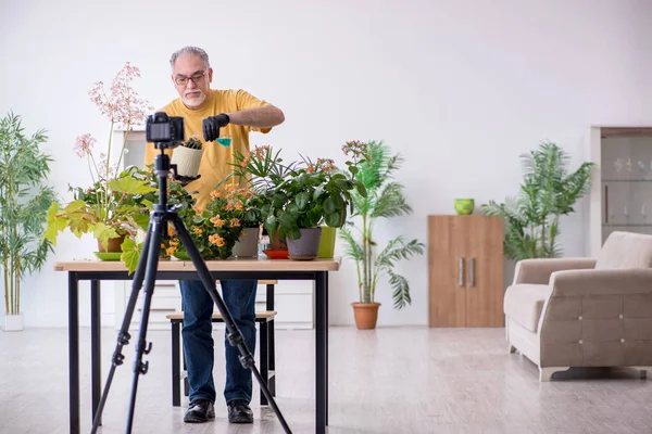 Старый садовник с растениями в помещении — стоковое фото