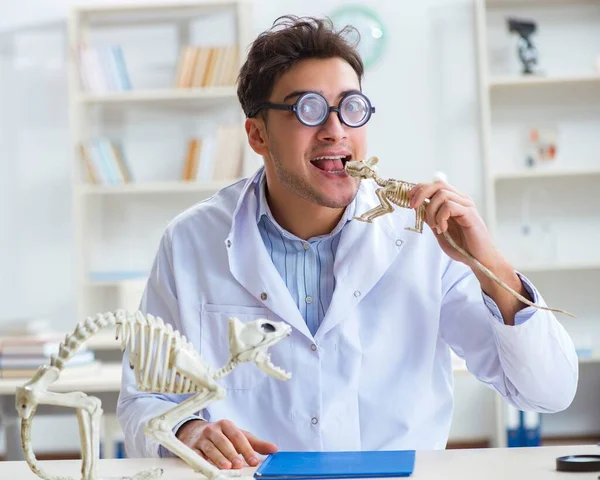 Komik çılgın öğrenci doktor hayvan iskeleti üzerinde çalışıyor.