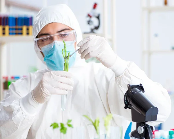 Biokimiawan laki-laki bekerja di laboratorium pada tanaman — Stok Foto