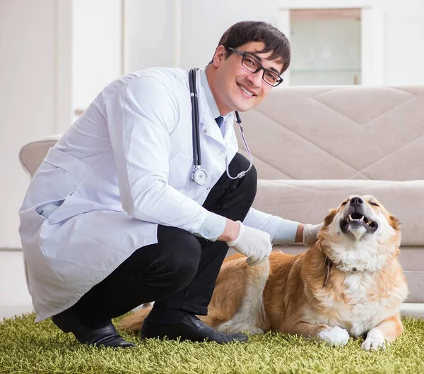 Vet γιατρός εξέταση golden retriever σκυλί στο σπίτι επίσκεψη — Φωτογραφία Αρχείου