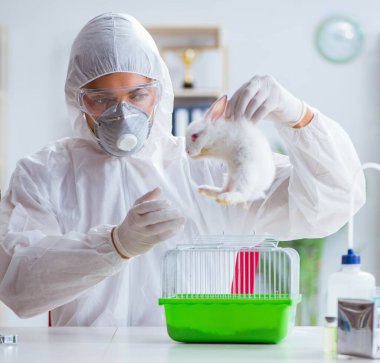 Bilim adamı, laboratuvarda tavşanla hayvan deneyi yapıyor.