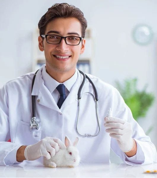 Vet doctor examining rabbit in pet hospital