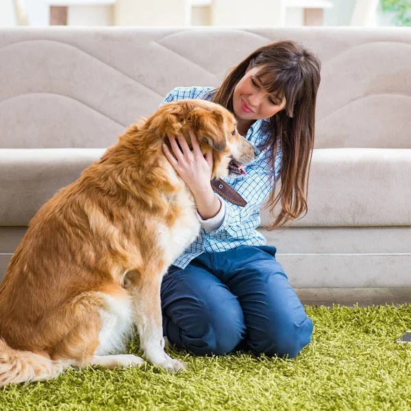 Mujer feliz dueño del perro en casa con golden retriever — Foto de Stock