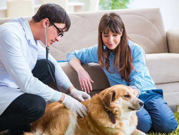 Huisarts bezoekt golden retriever hond thuis — Stockfoto